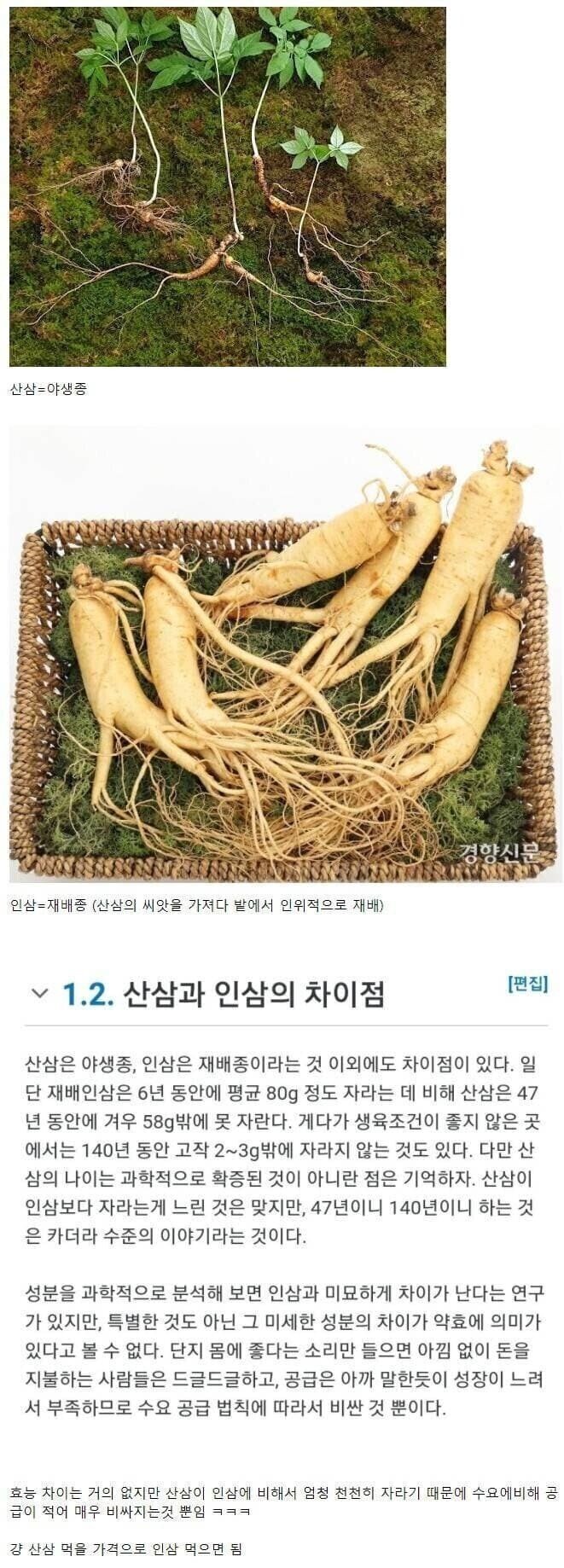 
산삼과 인삼의 차이.jpg 