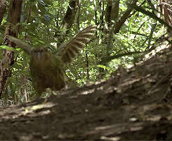 bt69ff5ea9b3a02ceeb0b51a6242d35de0.gif