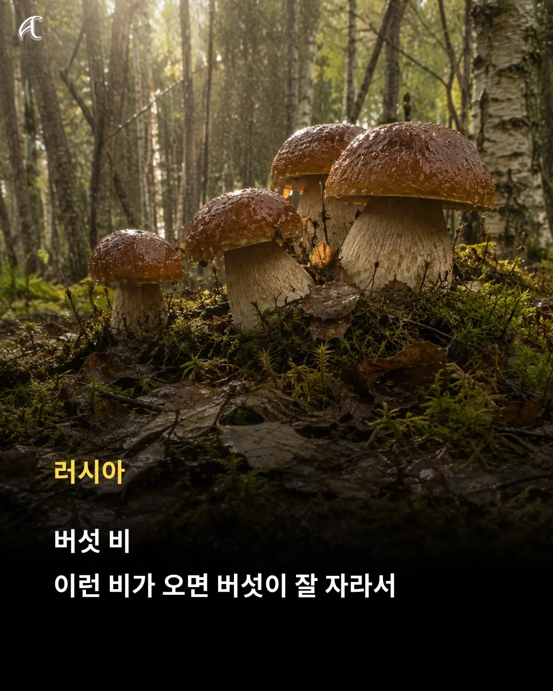 bt7756d2700b21f6994195a52b84ce0081.webp
