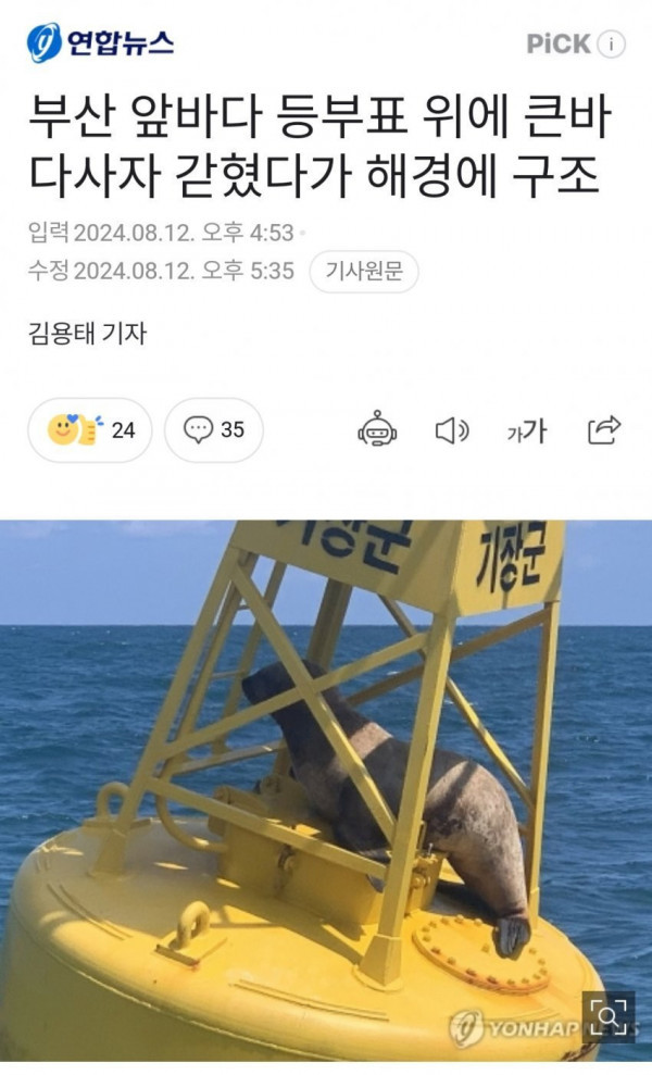 부산 에 나타난 바다사자 웃음벨