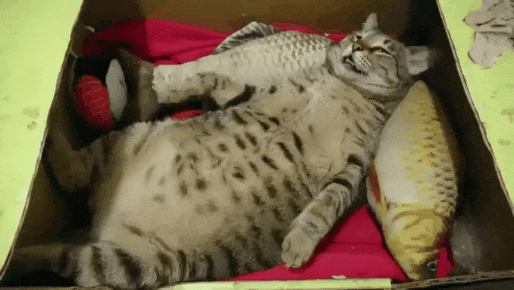bt8f675493aa574be9ad731f1a07107778.gif