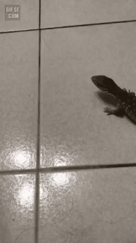 bta39a724f918084b5d99815b4f9f9e241.gif