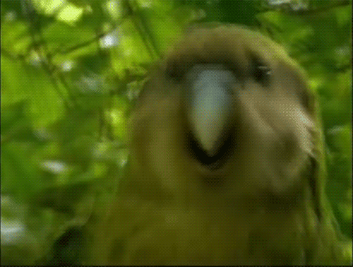 btadaeb417d442c289c0a590d7533d630a.gif