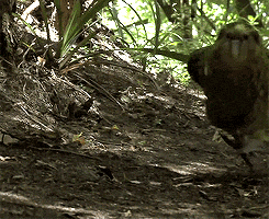 btd1de0418b28ef1ab5f80494b9910a83f.gif