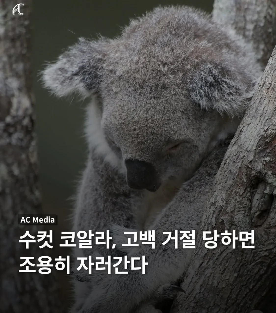 btd97863ac255fb7506a2ad73628a515eb.webp
