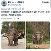 뚱뚱해서 따 당한 아기 코끼리래여