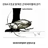 고대 바퀴벌레 크기