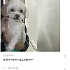 우리 강아지 사진인데 못생김?