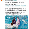 수컷끼리 교미 놀이하던 돌고래들의 결말..jpg