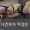 공항 마약 탐지견에게 딱걸린 캐리어에서 나온 물건