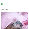 동물들 지진느낀다는거 다 구라