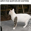 길에서 이런 고양이 만나면 도망가야함