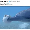 돌고래에게 찔리는 불쌍한 복어
