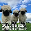 인형 같은 외모의 스위스 발레 블랙노즈 양 