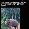 인간이 만들어준 도구를 쓸줄 아는 동물