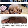 신혼부부가 반려동물 분양 기피대상인 이유ㄷㄷ