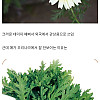 우리나라에 자생도 하고 멸종위기종도 아닌 꽃이 잘 안보이는 이유