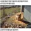 시골지역 출장가서 곰 만난 썰