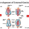 태아의 성기 발달 과정