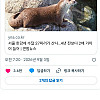 서울 한강에 수달 27마리가 산다…4년 전보다 2배 가까이 늘어.jpg